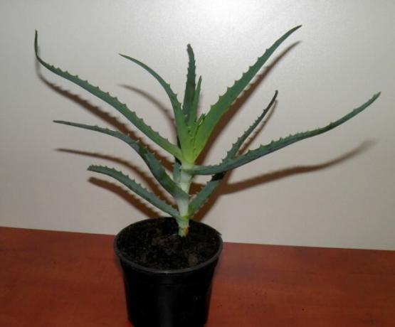 Aloe - uno dei miei preferiti. Mostrava un giovane "baby" più vecchio e l