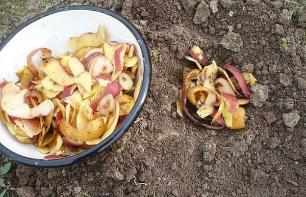 L'uso di bucce di patate in giardino. Rifiuti che benefici