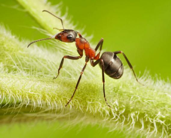 Per le formiche da giardino - questo è un vero problema. Illustrazione per un articolo è usato per una licenza standard © ofazende.ru