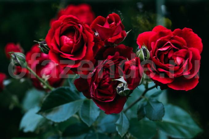 8 segreti della coltivazione delle rose