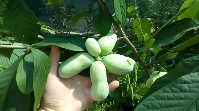 Ecco un coltivatore di papaia cresce da Transcarpazia