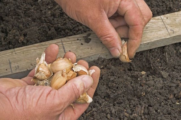 5 trucchi piantare l'aglio inverno: come aumentare la resa è di 1,5 volte