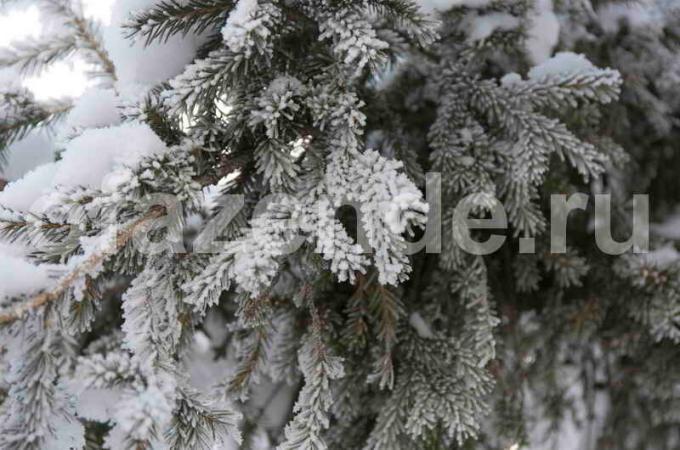 Preparazione di conifere per l'inverno. Illustrazione per un articolo è usato per una licenza standard © ofazende.ru