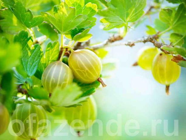 Uva spina Tame: potatura, creando forme di macchia