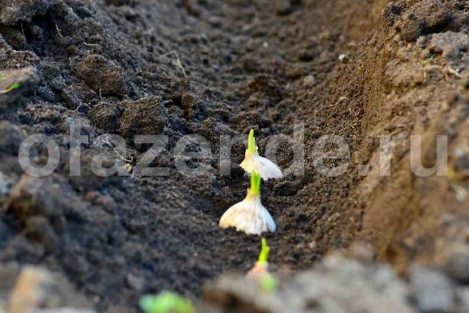 Crescere aglio. Illustrazione per un articolo è usato per una licenza standard © ofazende.ru
