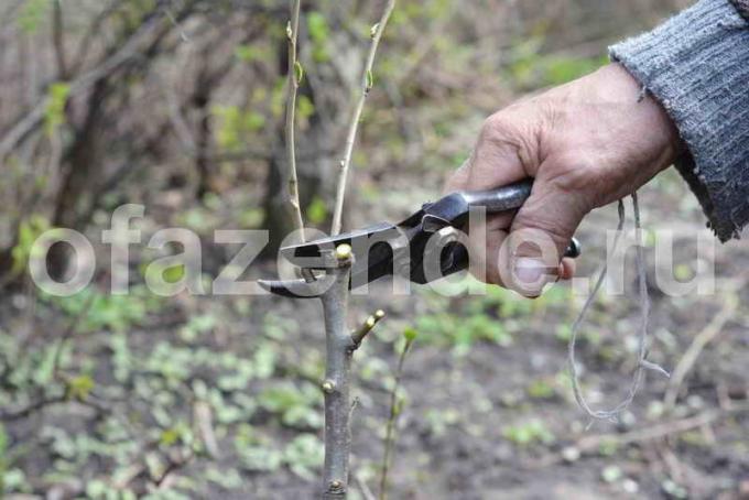 L'innesto alberi di mele. Illustrazione per un articolo è usato per una licenza standard © ofazende.ru