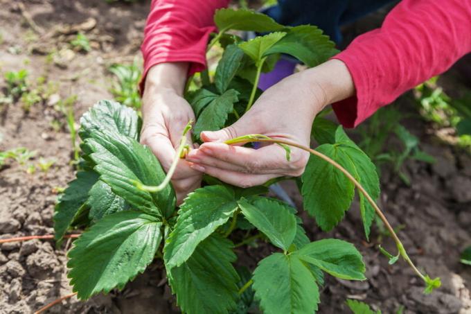 Tagliare le foglie di fragole e baffi