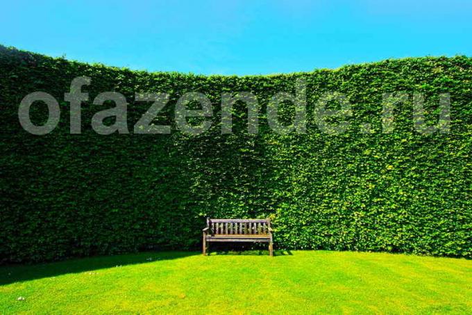 Hedge sul tuo sito: giardinieri Tips
