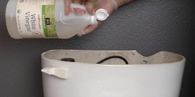 Riempire l'aceto nella toilette per uccidere tutti i batteri. 