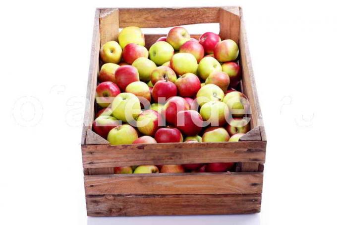 Mantenere le mele. Illustrazione per un articolo è usato per una licenza standard © ofazende.ru