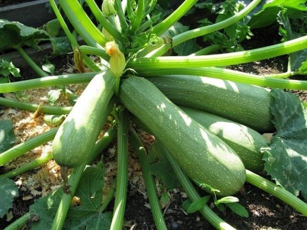 I miei segreti per una ricca messe di zucchine