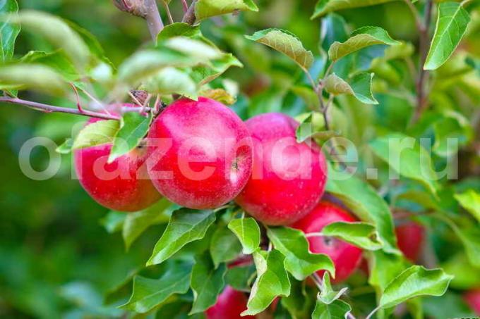 Come velocizzare fruttificazione giovani alberi