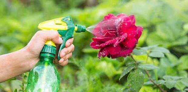 Ricetta popolare che ha contribuito a liberare il cespugli di rose da afidi