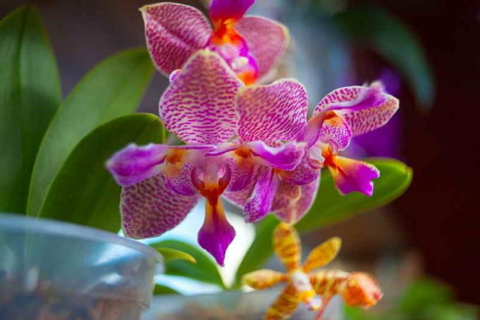 Il perossido di idrogeno - uno dei migliori fertilizzanti per le orchidee