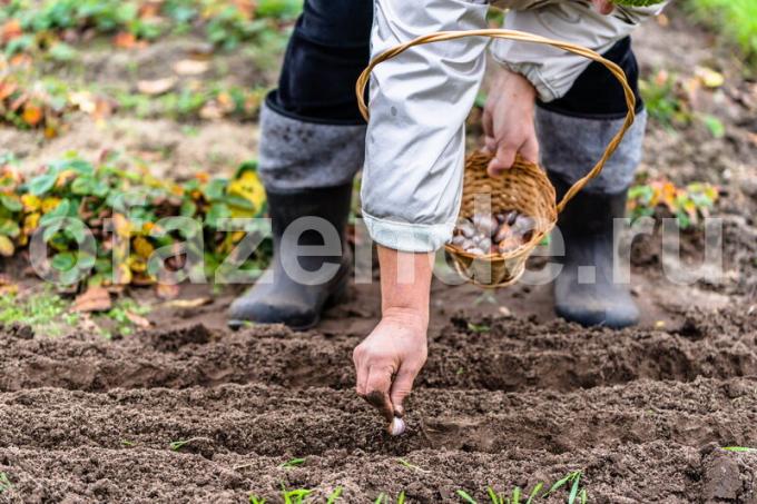 I lavori per messa a dimora di colture orticole. Illustrazione per un articolo è usato per una licenza standard © ofazende.ru