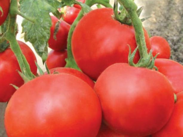 La maggior parte delle varietà precoci di pomodori: tipologie e descrizioni