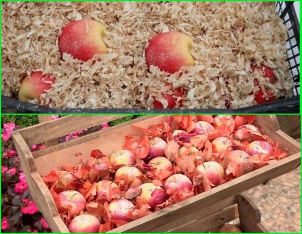 I metodi per il rimessaggio invernale delle mele