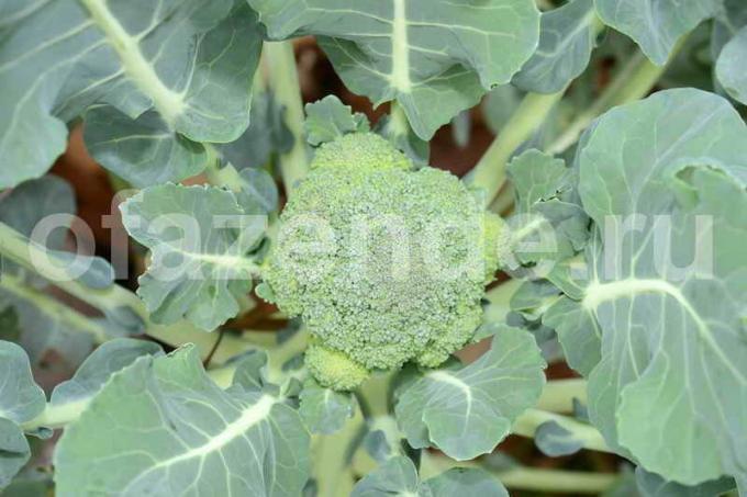 Crescere broccoli. Illustrazione per un articolo è usato per una licenza standard © ofazende.ru
