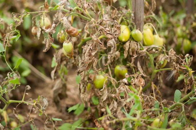 La malattia di pomodori in serra