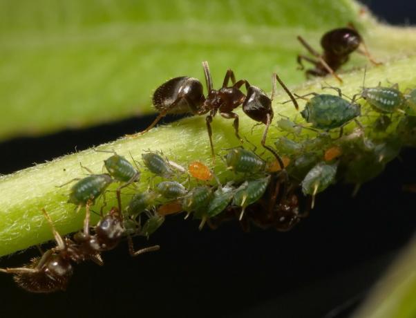 Come per un giorno per liberare la vostra terra di formiche per tutta la stagione, in modo umano, senza l'uso di prodotti chimici (parte 2)