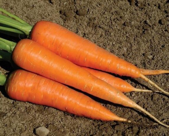 I miei segreti per crescere un raccolto di carote dolci
