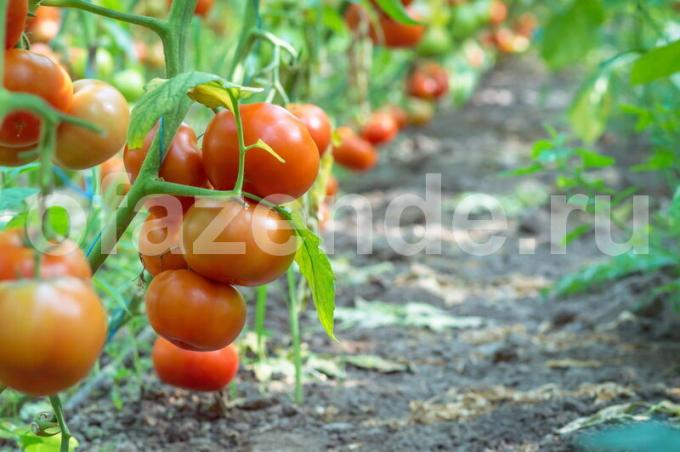 Pomodori. Illustrazione per un articolo è usato per una licenza standard © ofazende.ru