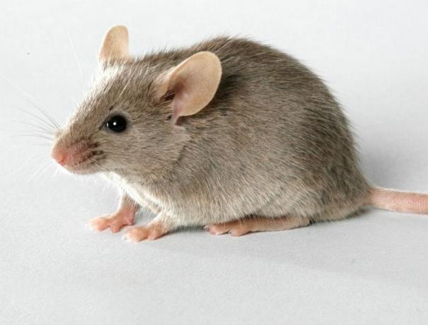 modo inaspettato ed efficace per sbarazzarsi dei topi in casa