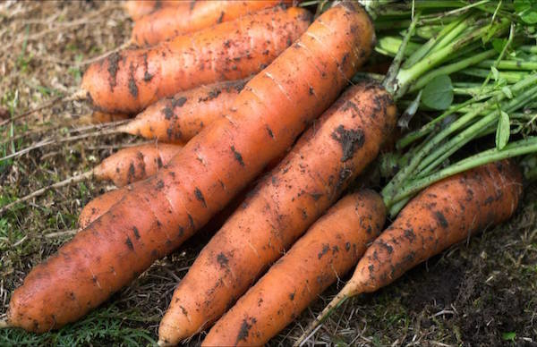 5 carote seminate prima bug invernali: come non perdere il raccolto