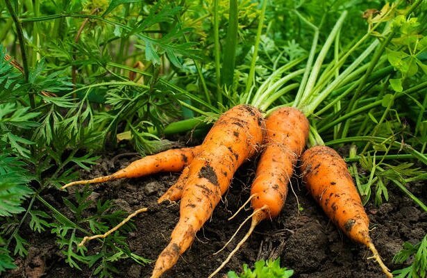 Suggerimenti per la coltivazione e lo stoccaggio di carote