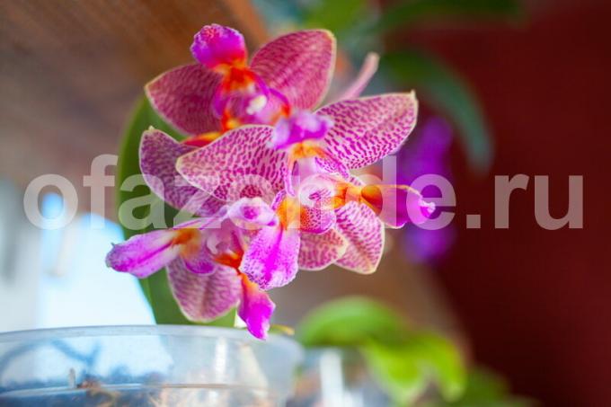 Growing orchidee. Illustrazione per un articolo è usato per una licenza standard © ofazende.ru