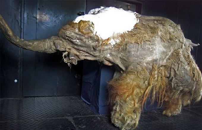 Mummia di un mammut.