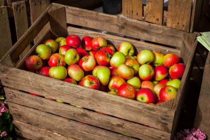Stoccaggio di mele in scatole. Illustrazione per un articolo è usato per una licenza standard © ofazende.ru