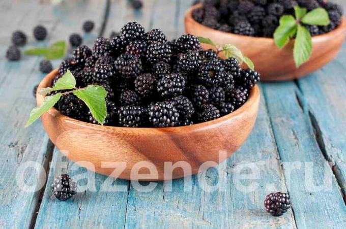 Blackberry per il vostro giardino: tipologie, descrizione e la coltivazione