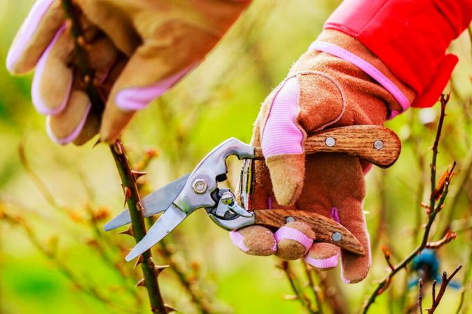 La cura per le rose in autunno