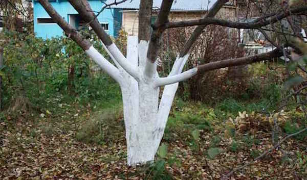Una procedura che aiuta gli alberi da frutto più facile da superare il periodo invernale