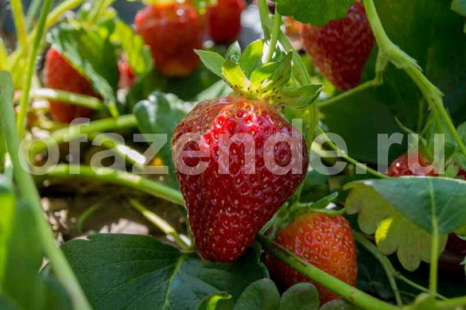 Condizioni di grandi fragole senza prodotti chimici