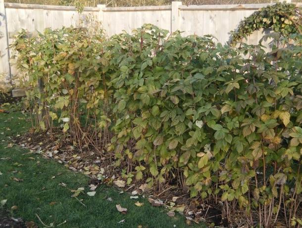 Efficace rimedio per la tosse, che può essere trovato in autunno nel suo giardino