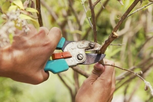 Quando è necessario tagliare gli alberi da frutto
