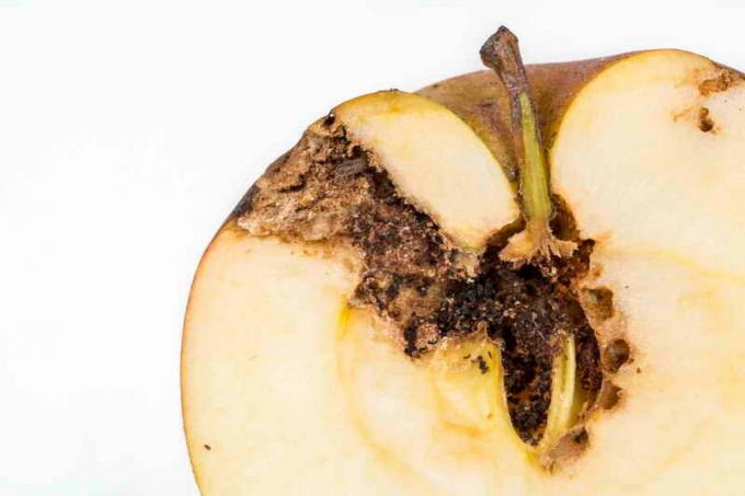 Come proteggere il vostro albero di mele da ognovki e falena