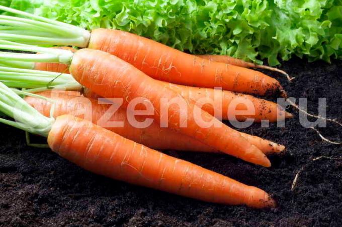 Rimuovere le carote. Illustrazione per un articolo è usato per una licenza standard © ofazende.ru