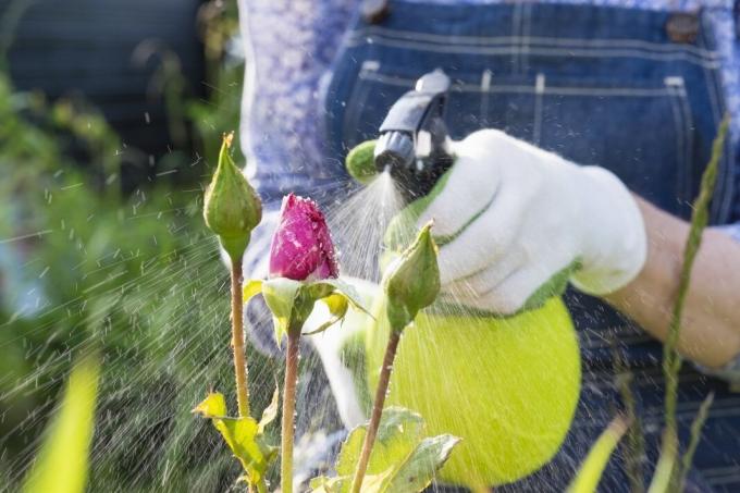 6 errori a loro applicazione casetta di pesticidi estate