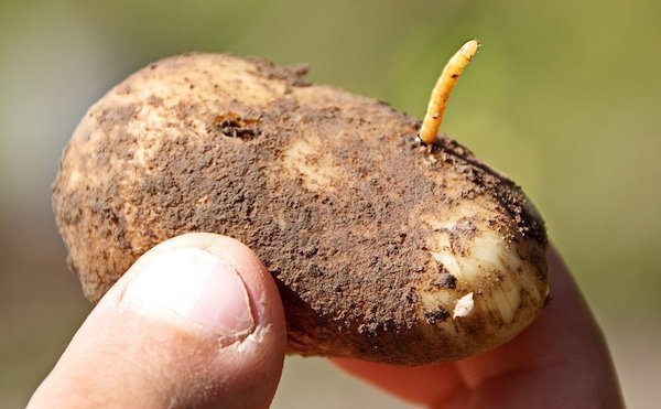 Sono riuscito a sbarazzarsi del wireworms nel giardino: un'esperienza personale