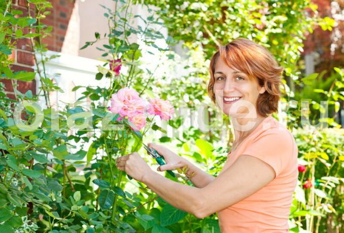 Quando cresce errore di rose