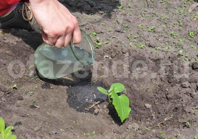 Irrigazione cetrioli. Illustrazione per un articolo è usato per una licenza standard © ofazende.ru