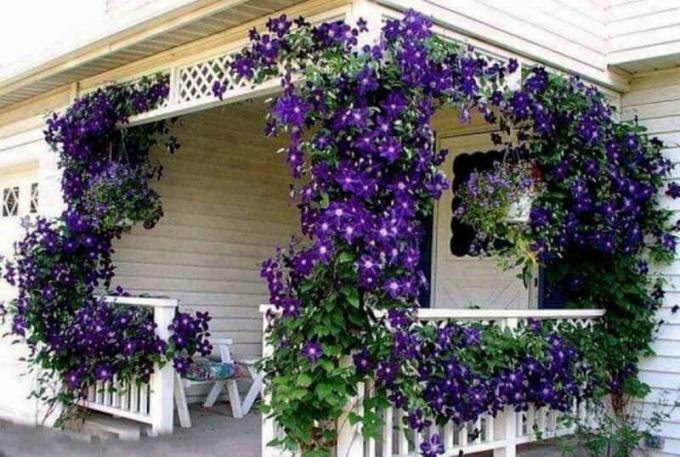 Blooming piramide di piante sul vostro balcone: giardinieri Tips