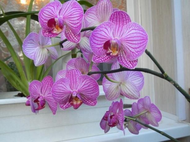 Cosa fare con peduncolo orchidea dopo la fioritura per il prossimo venire più veloce