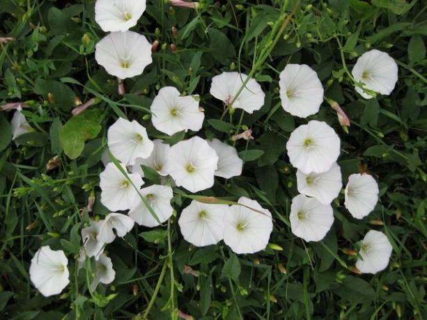 Come sbarazzarsi di bindweed (betulla) in giardino