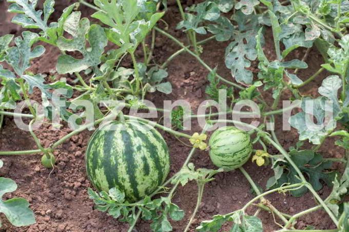 Cinque segreti per far crescere meloni