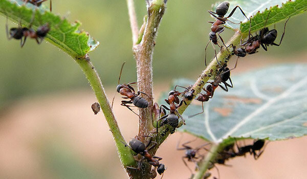 Come liberarsi di formiche usando ammoniaca